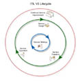 Service Lifecycle (cog/wheel)