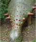 Panoplosaurus