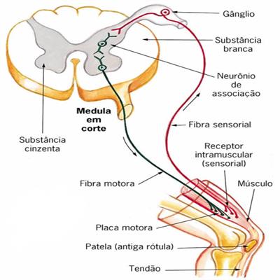 Sintomas da Doença do Neurônio de Motor