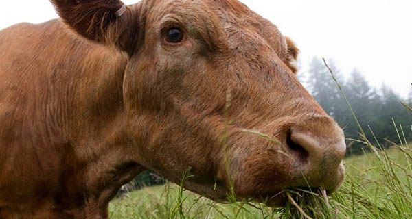 vaca que come a grama