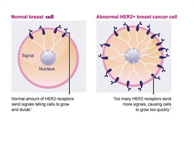 Herceptin