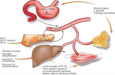 Síndrome metabólica - doenças cardiovasculares e diabetes mellitus